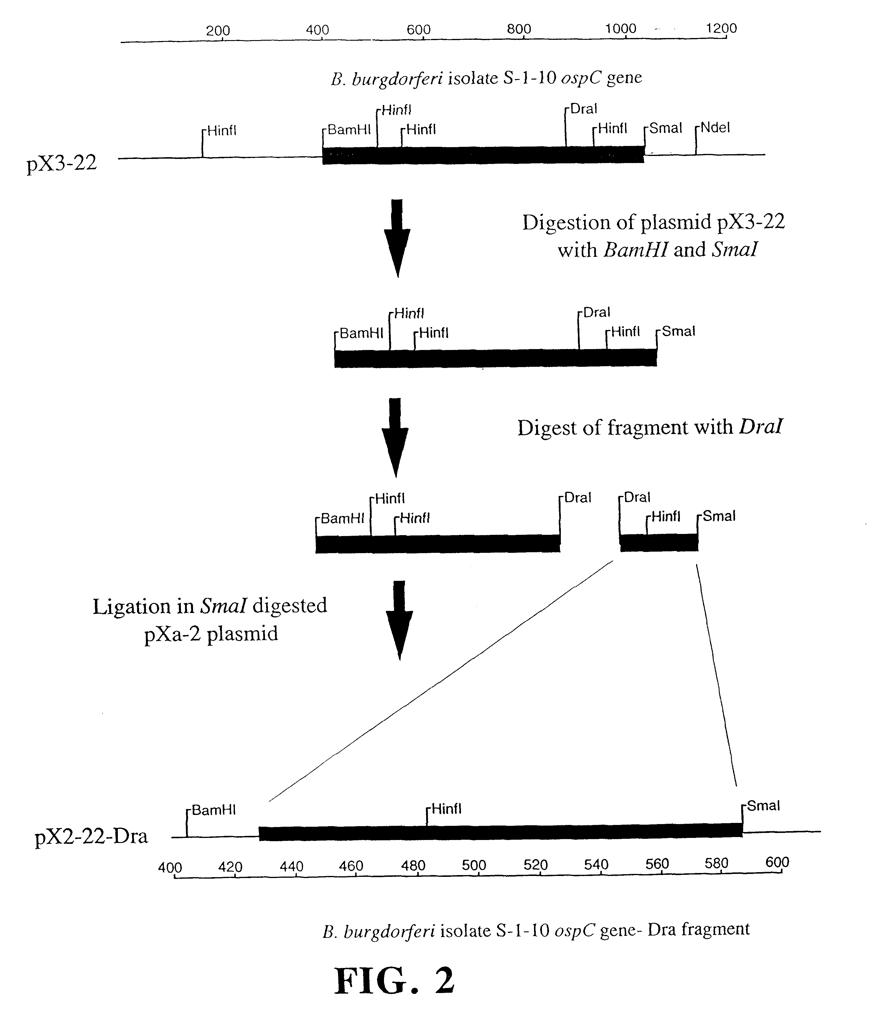 Compositions and methods using the borreliacidal epitope(s) of borrelia burgdorferi outer surface protein C (OspC) for the diagnosis and prevention of lyme disease