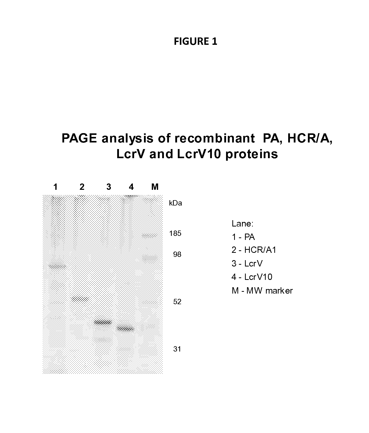 Multivalent nanoemulsion vaccines