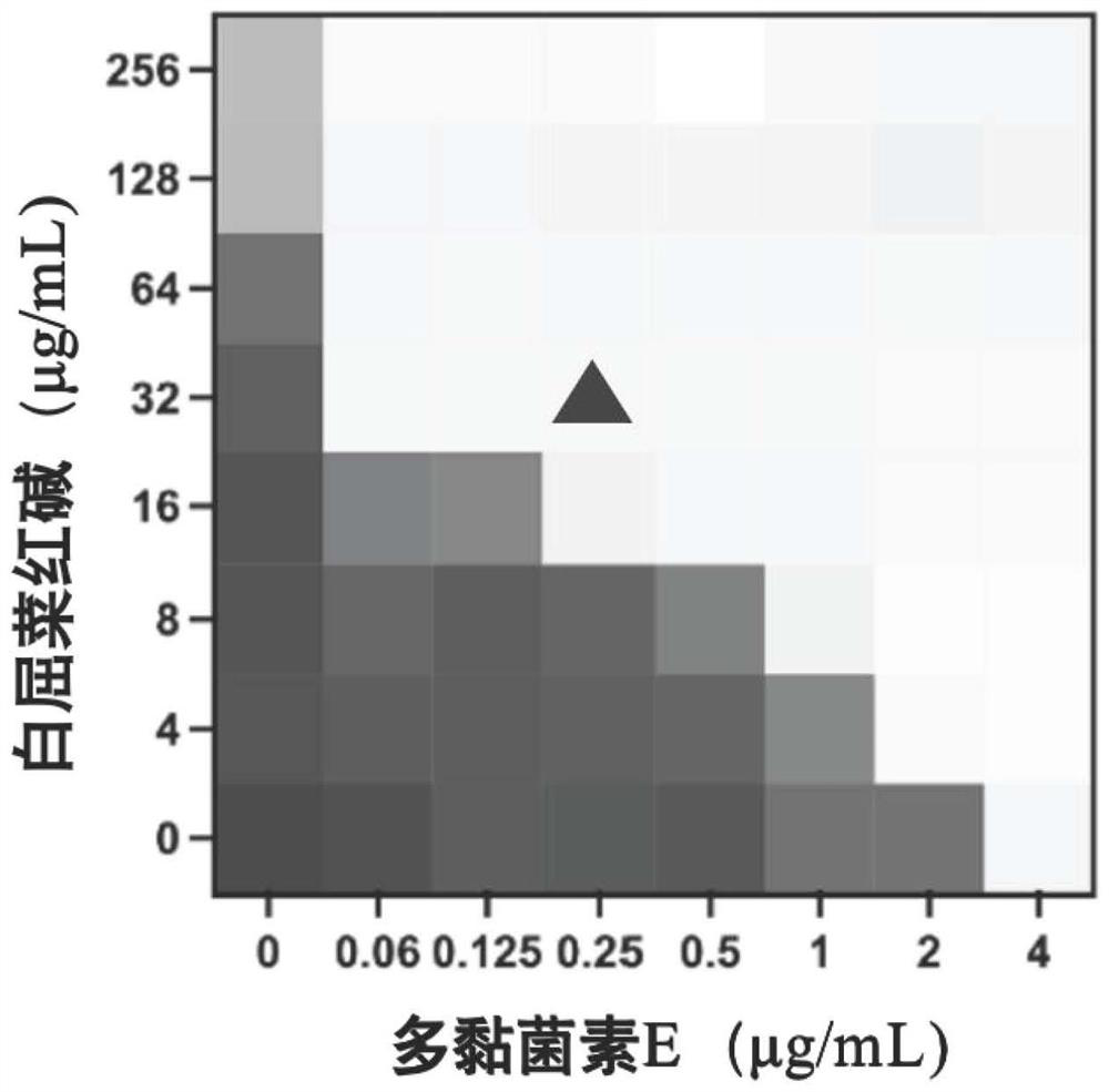 Application of combination of chelerythrine and polymyxin E in inhibition of polymyxin E drug-resistant bacteria