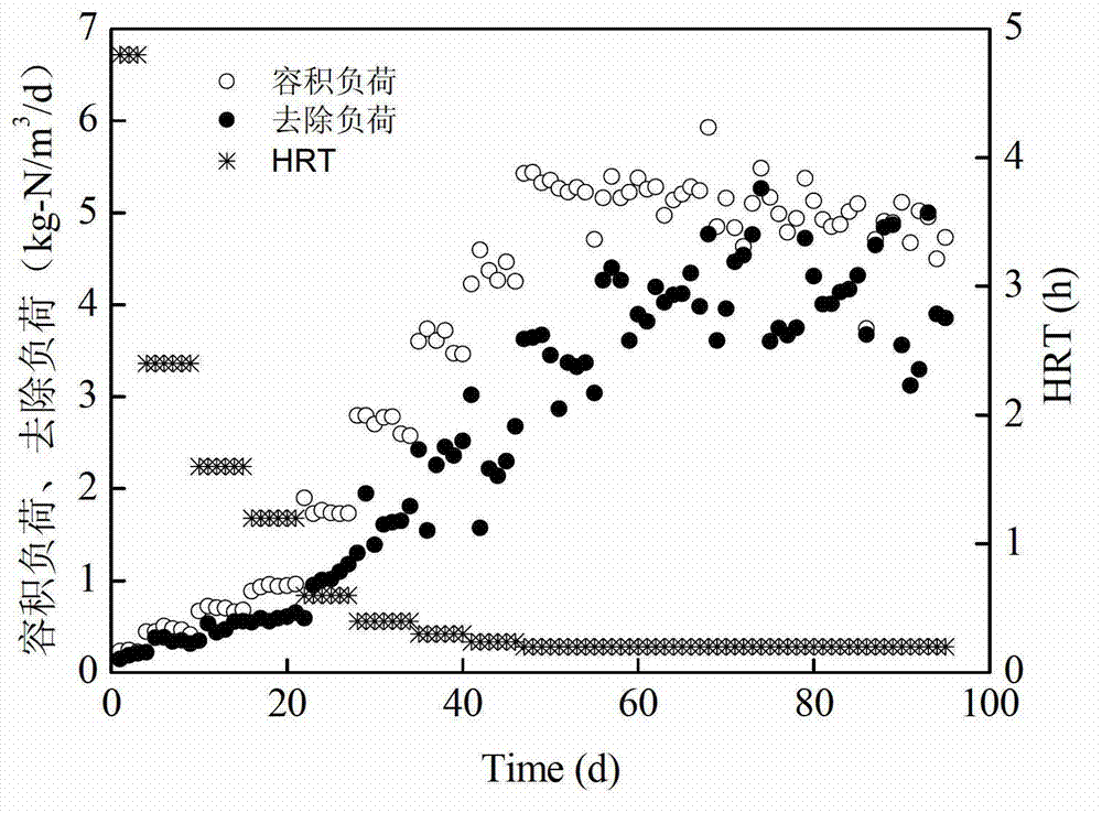 Method for rapidly culturing autotrophic nitrogen removal granule sludge under conditions of low substrate concentration and high ascending velocity