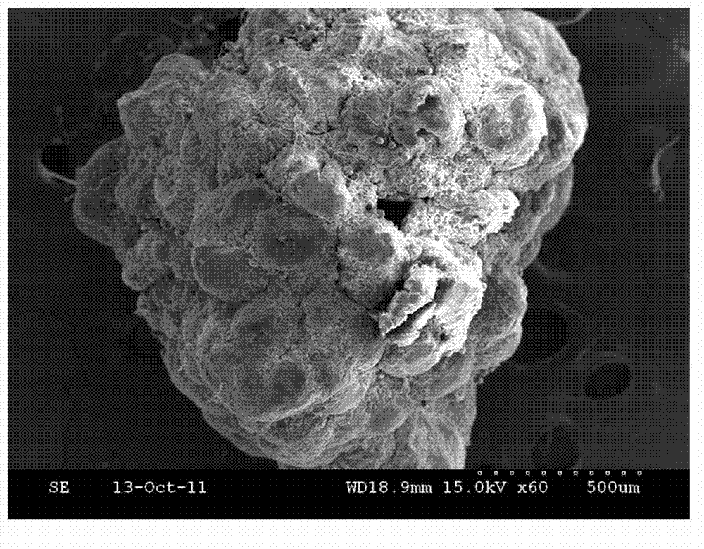 Method for rapidly culturing autotrophic nitrogen removal granule sludge under conditions of low substrate concentration and high ascending velocity