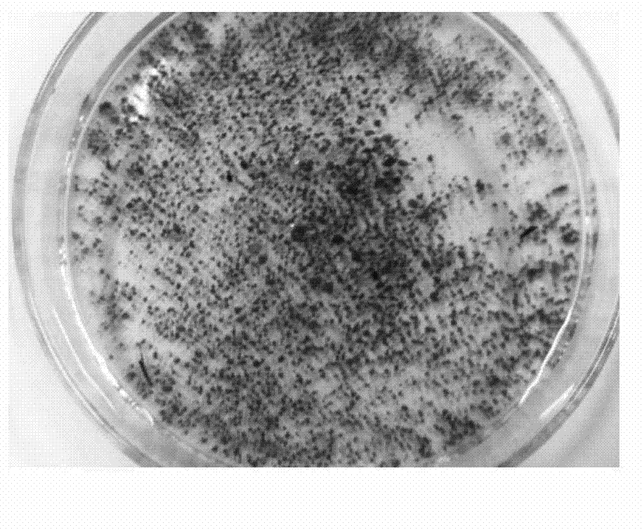 Method for rapidly culturing autotrophic nitrogen removal granule sludge under conditions of low substrate concentration and high ascending velocity