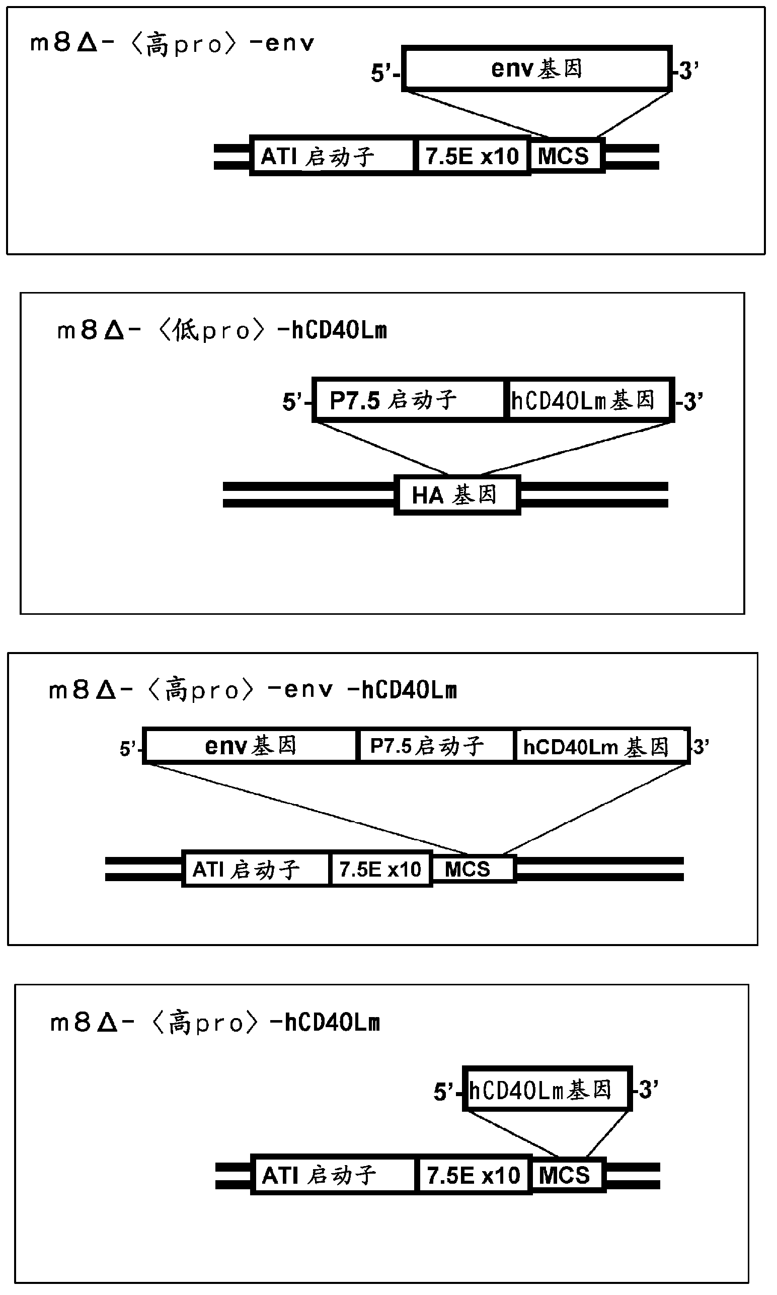 Virus vector for prime/boost vaccines, which comprises vaccinia virus vector and sendai virus vector