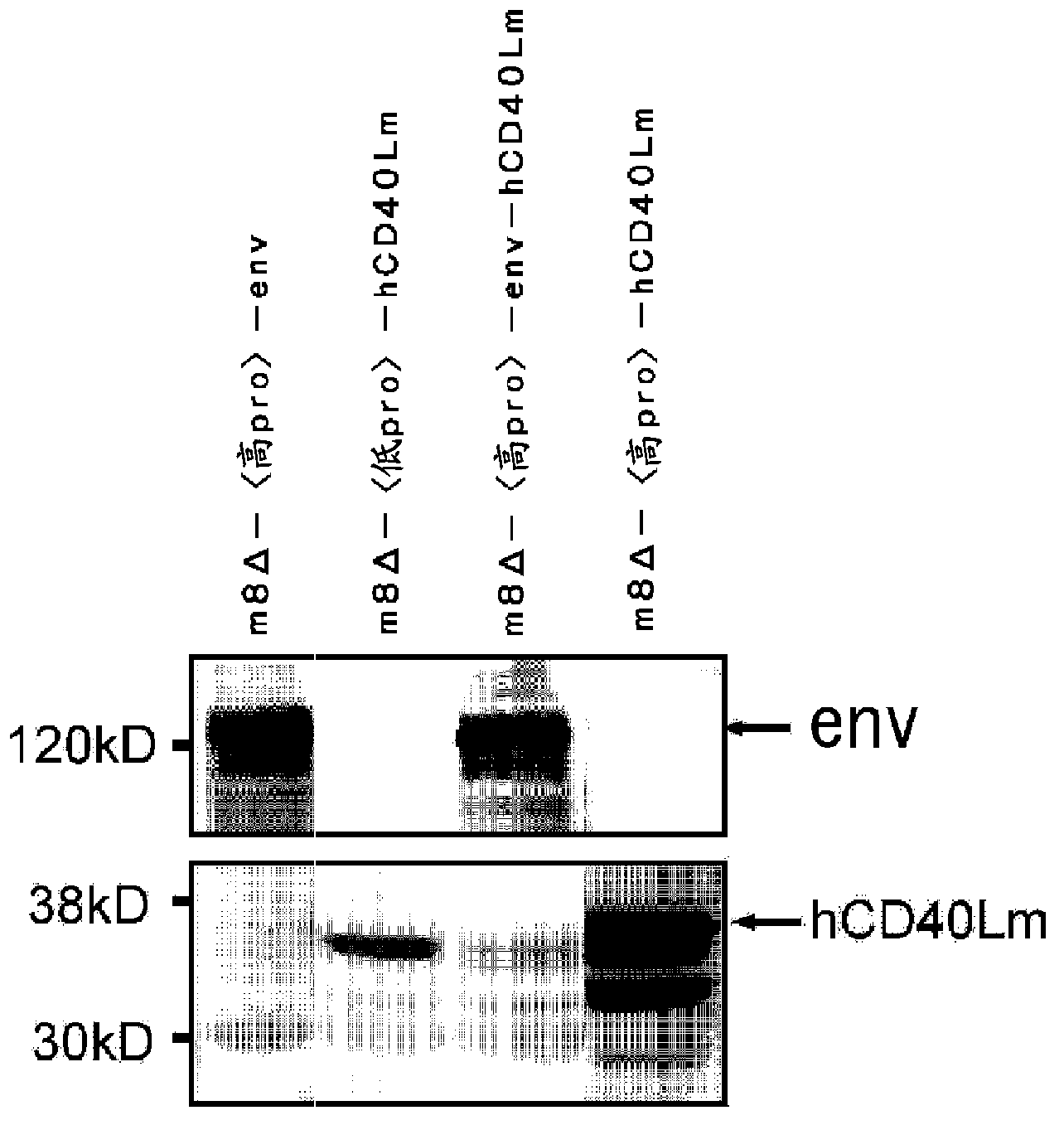 Virus vector for prime/boost vaccines, which comprises vaccinia virus vector and sendai virus vector