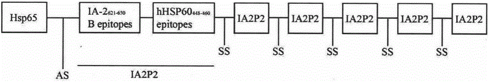 Novel recombinant lactobacillus resisting diabetes mellitus type 1 and application thereof