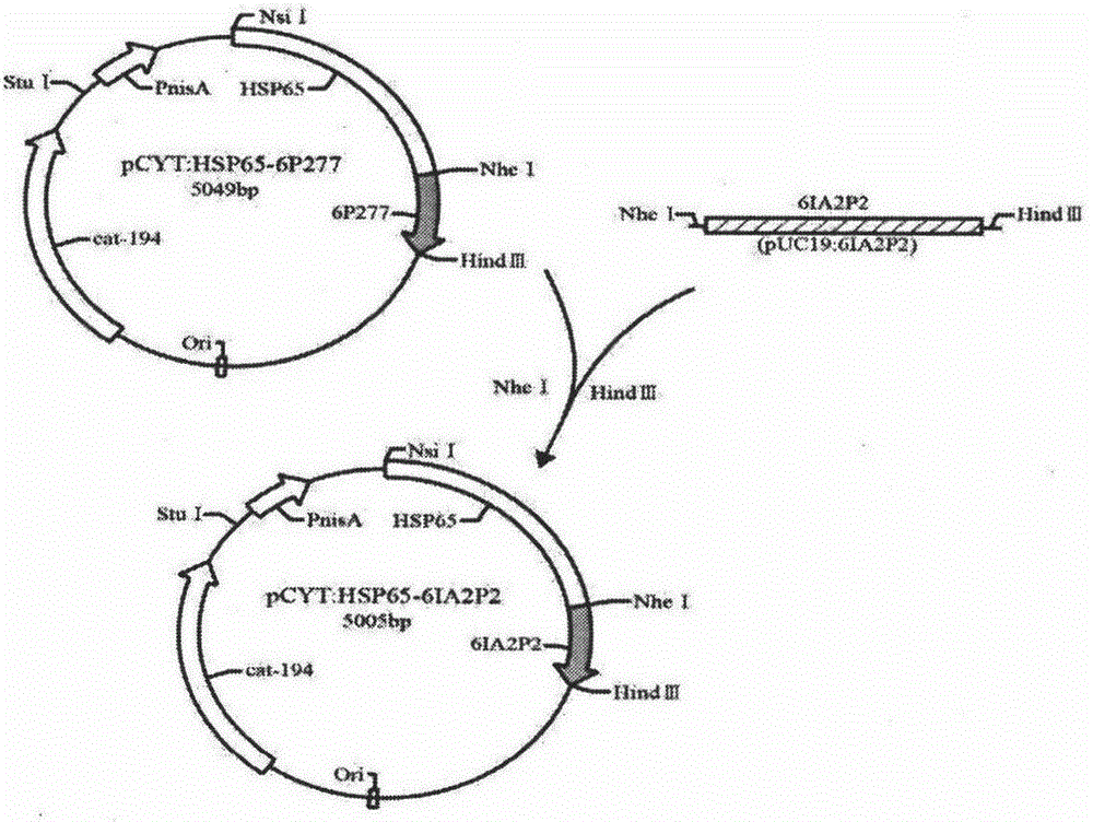 Novel recombinant lactobacillus resisting diabetes mellitus type 1 and application thereof