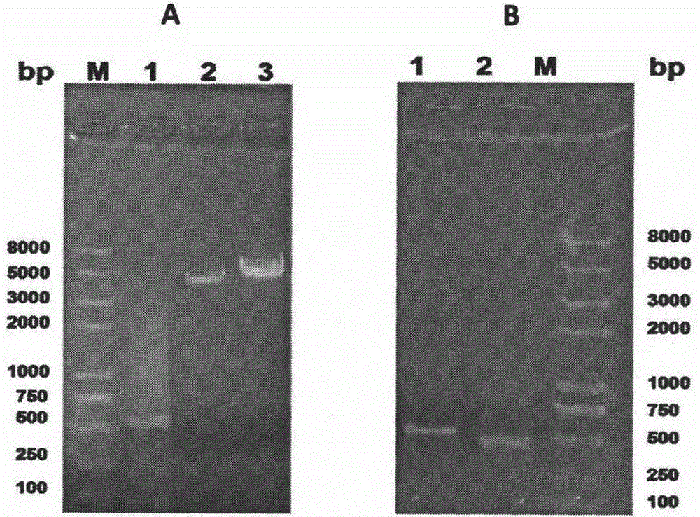 Novel recombinant lactobacillus resisting diabetes mellitus type 1 and application thereof