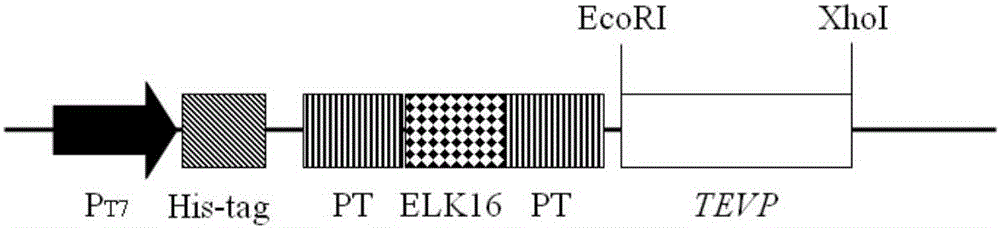 Tobacco etch virus protease active inclusion body as well as preparation method and application thereof