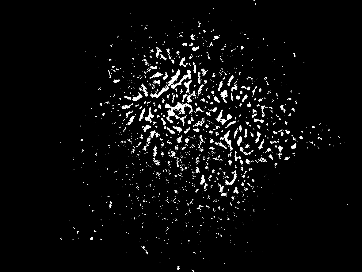 Actinoplanessp. strain and its use in preparation of fidaxomicin