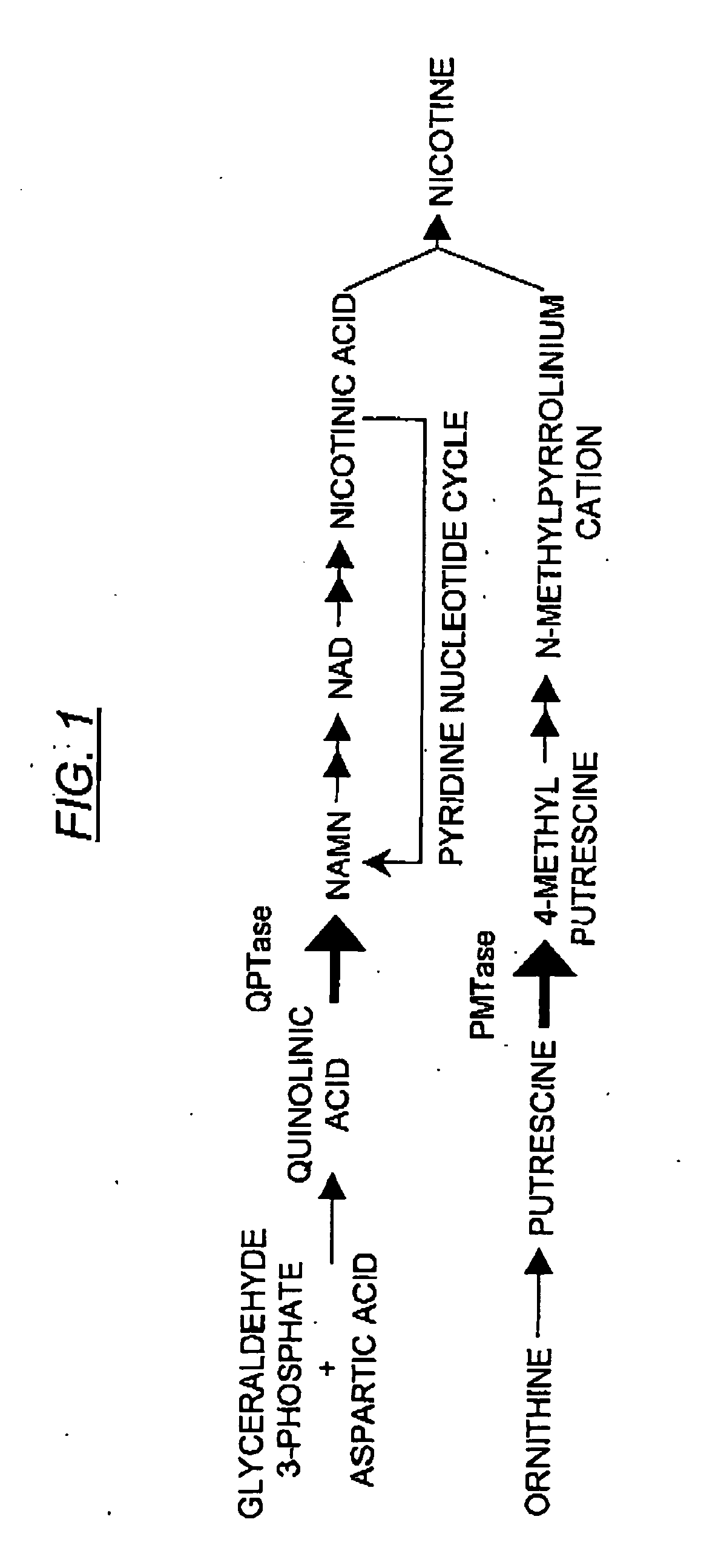 Transgenic plants containing molecular decoys that alter protein content therein