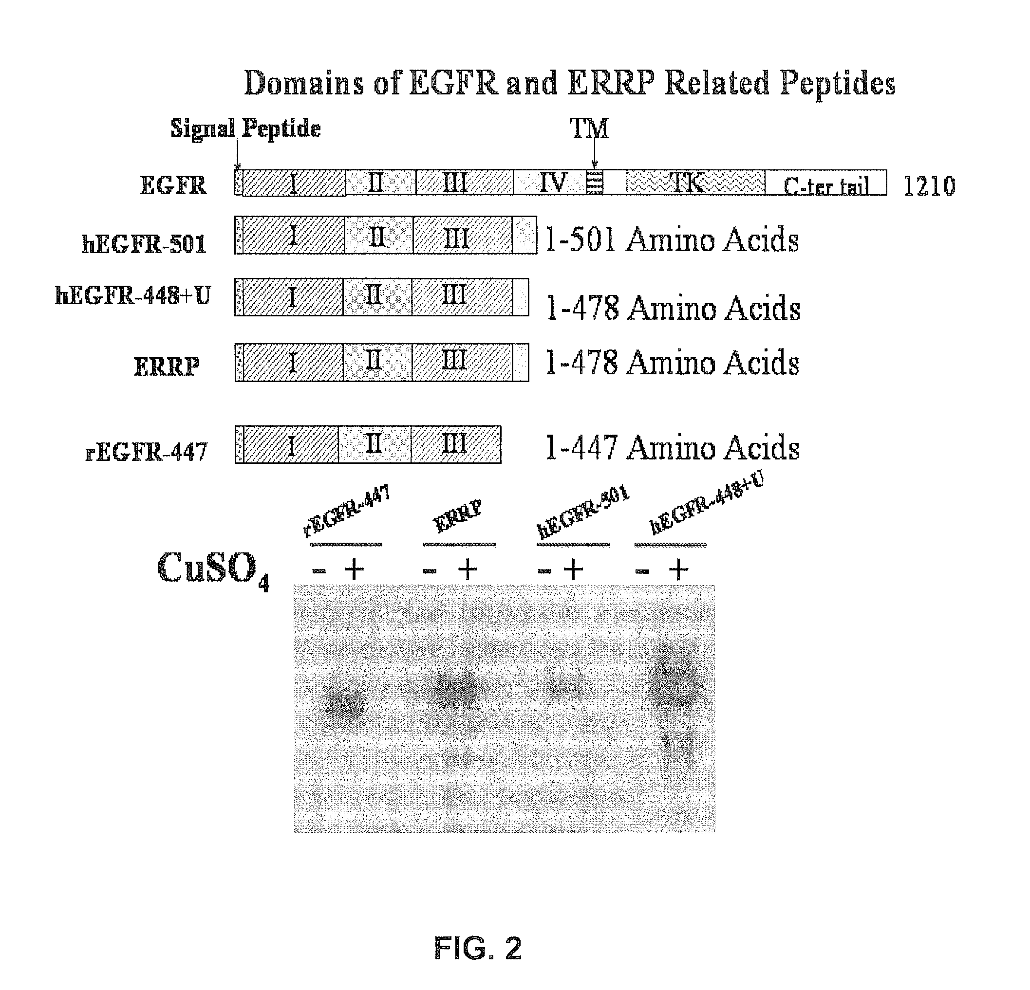 Modified EGFR ectodomain