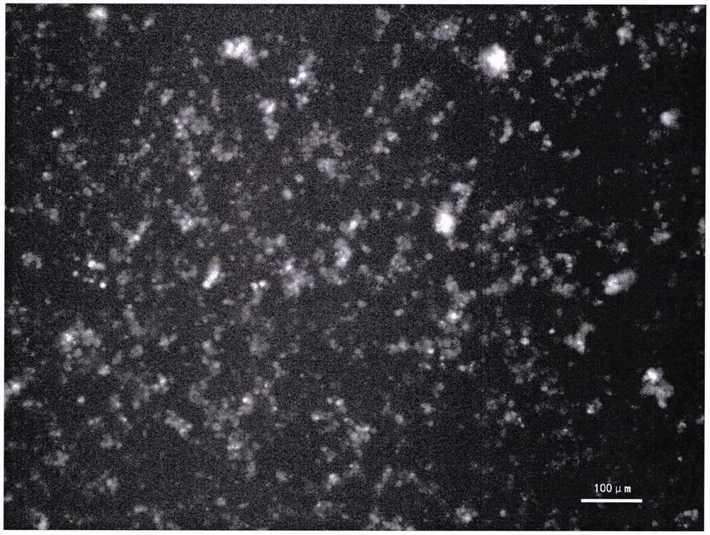 Rapid primary culture method of haliotis discus hannai gill cells and application