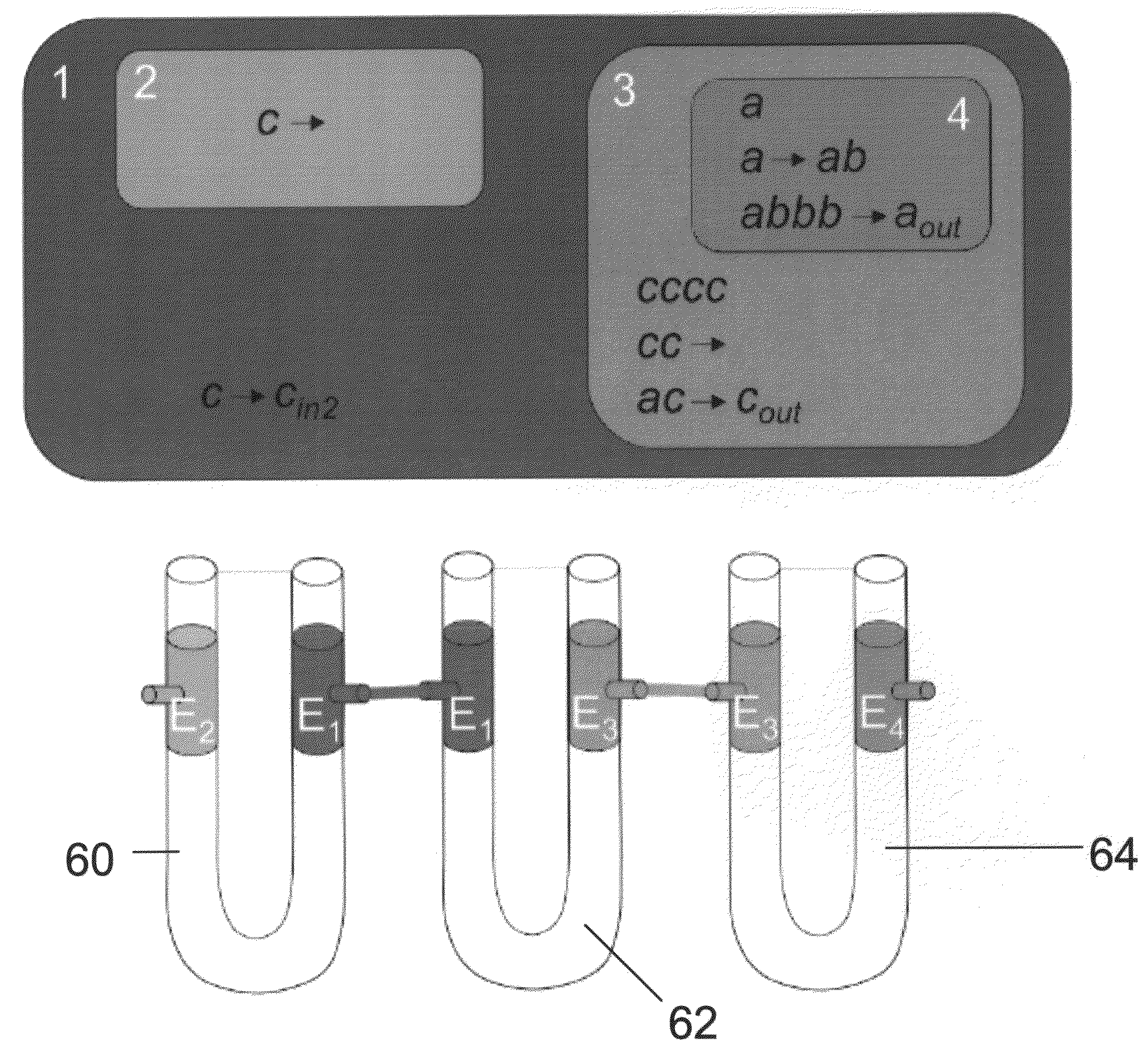 Membrane computing