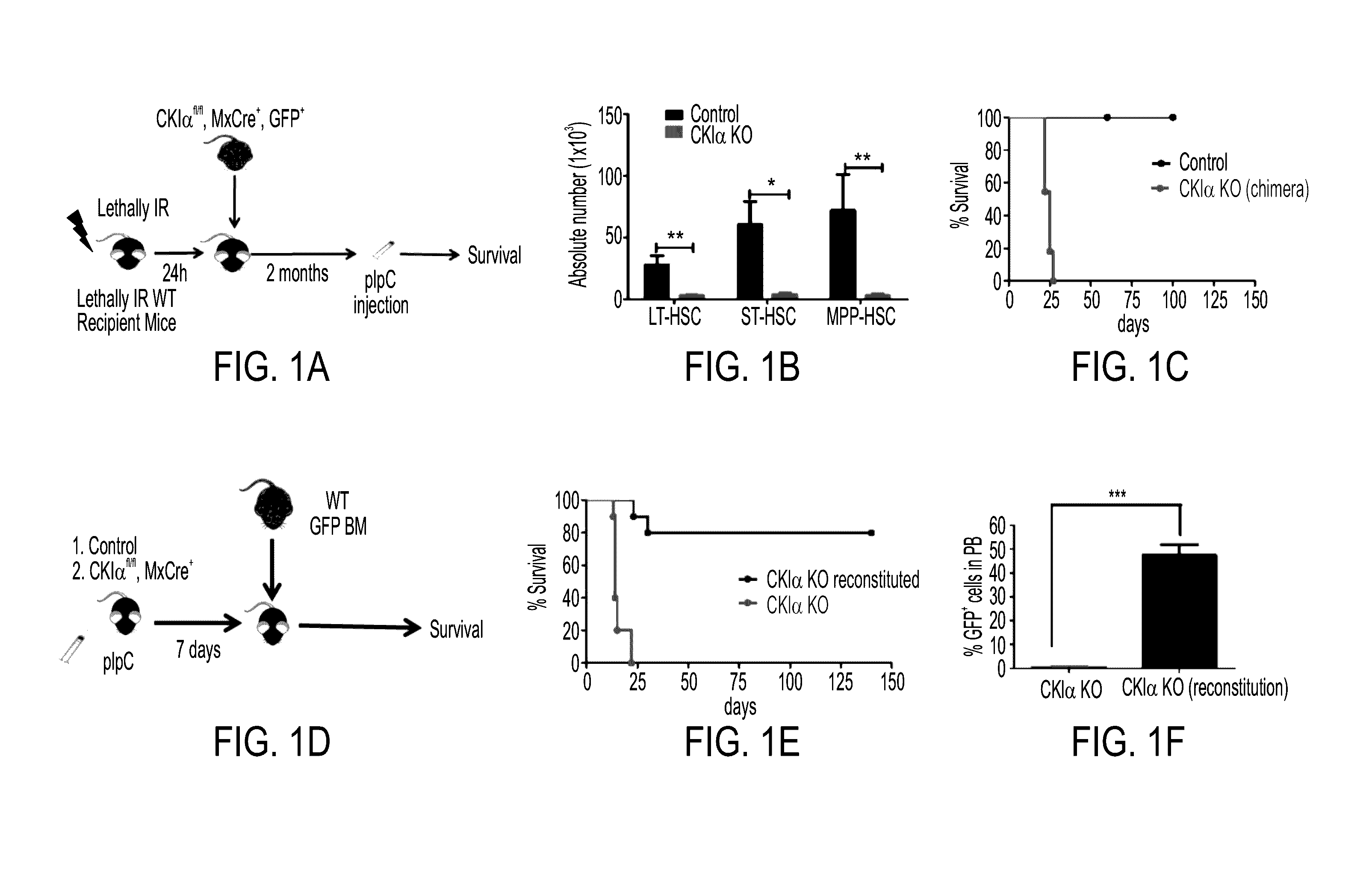 Use of casein kinase i inhibitors for depleting stem cells