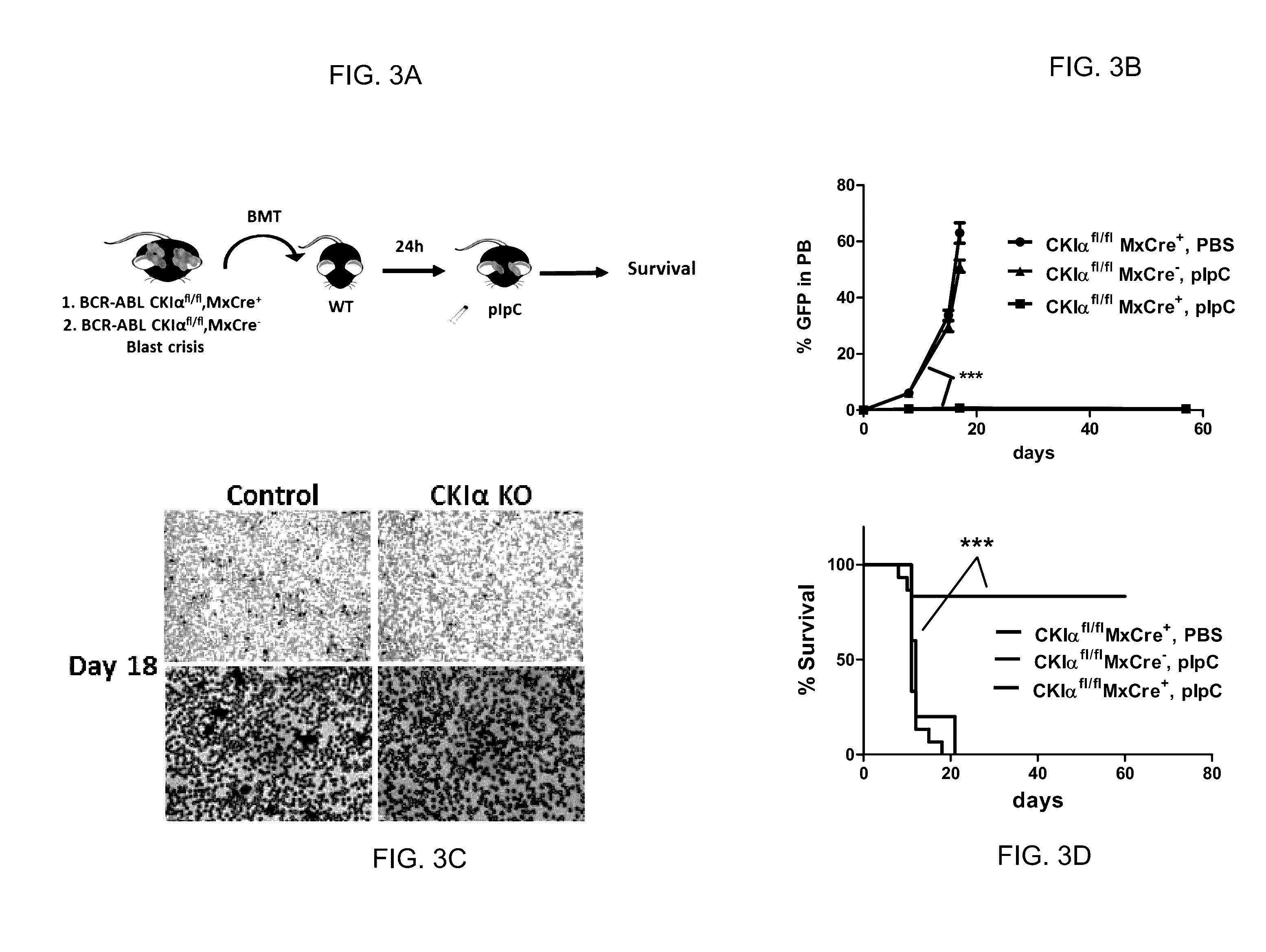 Use of casein kinase i inhibitors for depleting stem cells