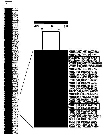 Application of FOXE1 gene and WNT3 gene as well as methylation amplimer and probe of FOXE1 gene and WNT3 gene