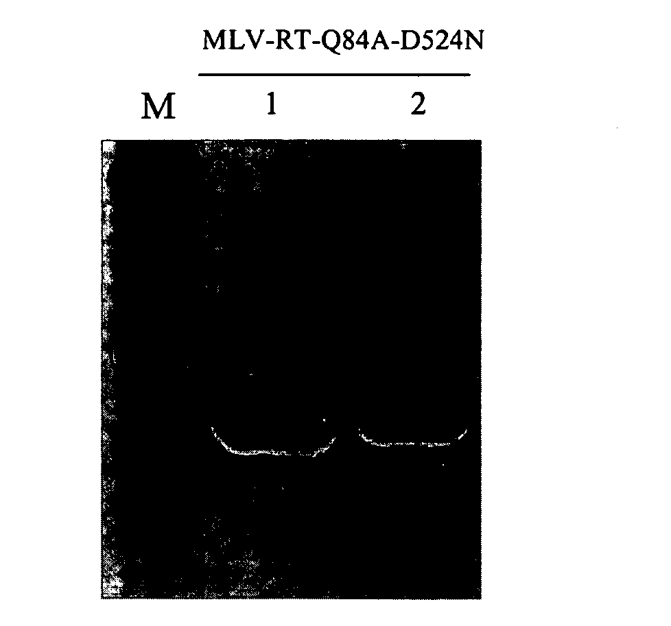 Recombinant Murine Leukemia Virus Reverse Transcriptases, The Genes Encoding And The Method For Expressing It