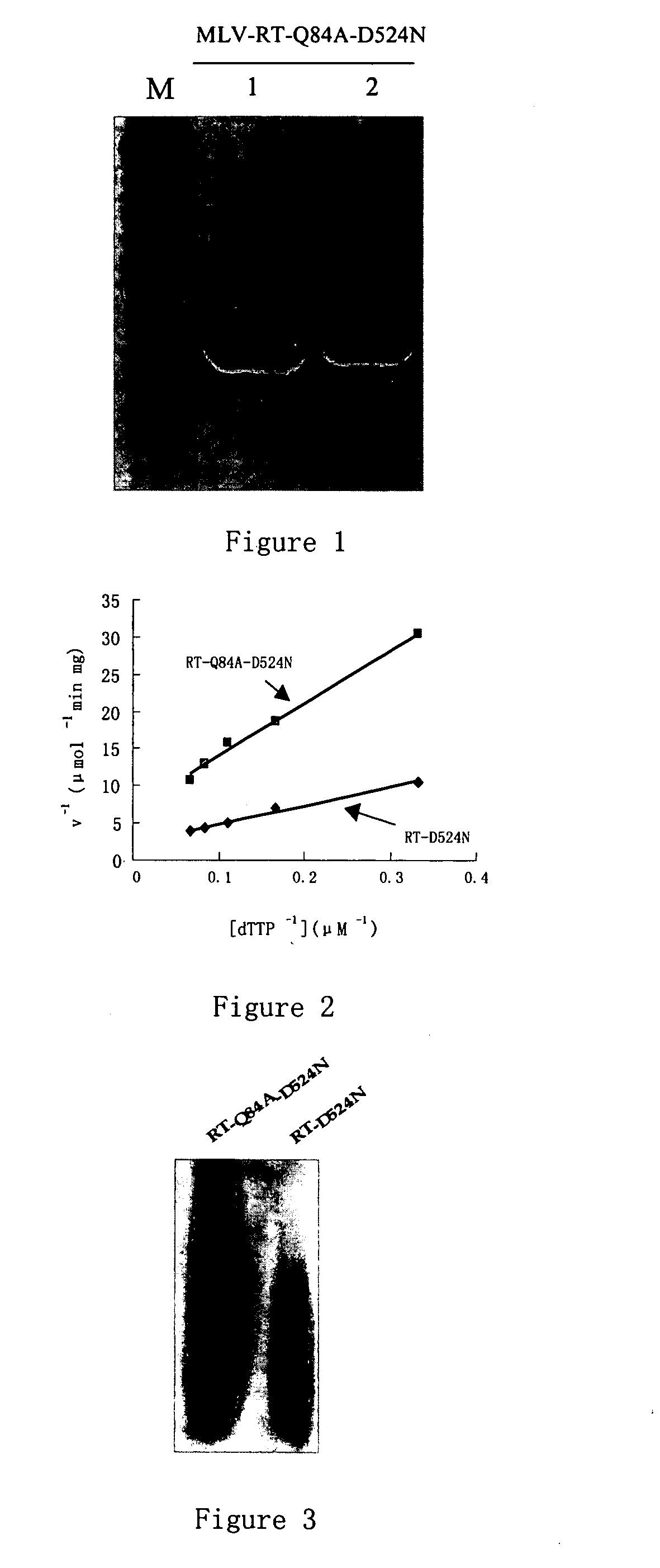 Recombinant Murine Leukemia Virus Reverse Transcriptases, The Genes Encoding And The Method For Expressing It