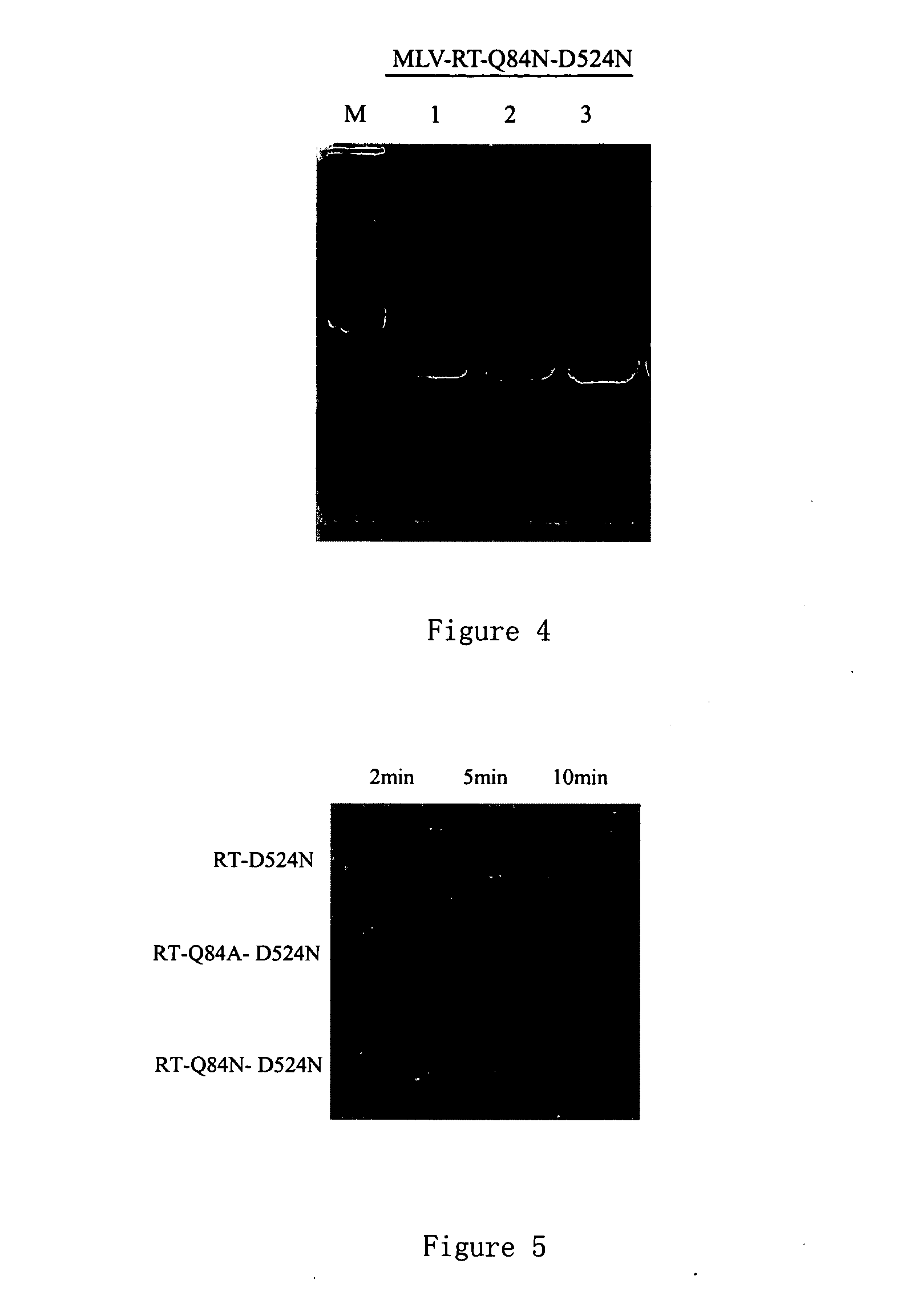 Recombinant Murine Leukemia Virus Reverse Transcriptases, The Genes Encoding And The Method For Expressing It