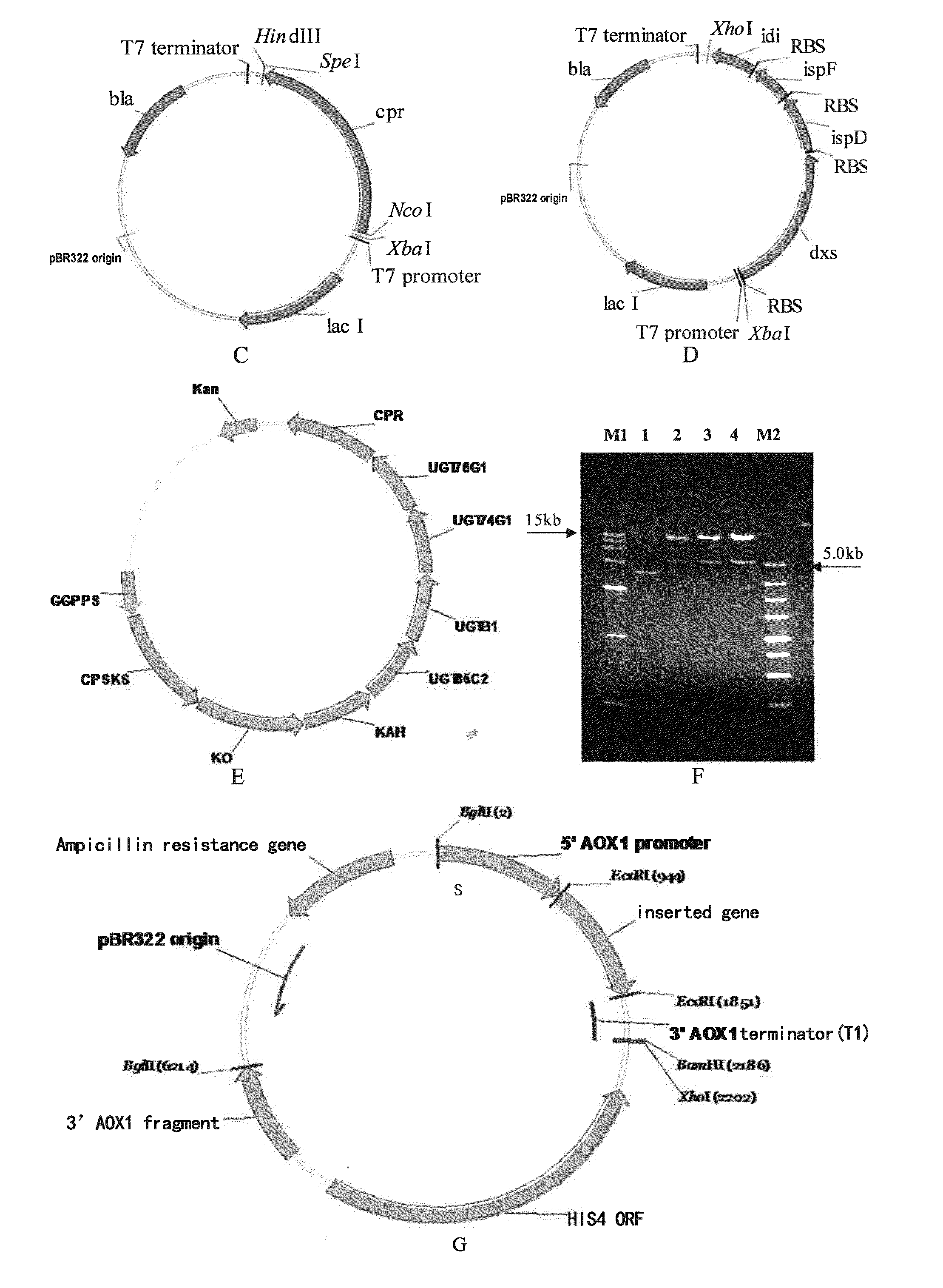 Method for producing stevioside compounds by microorganism