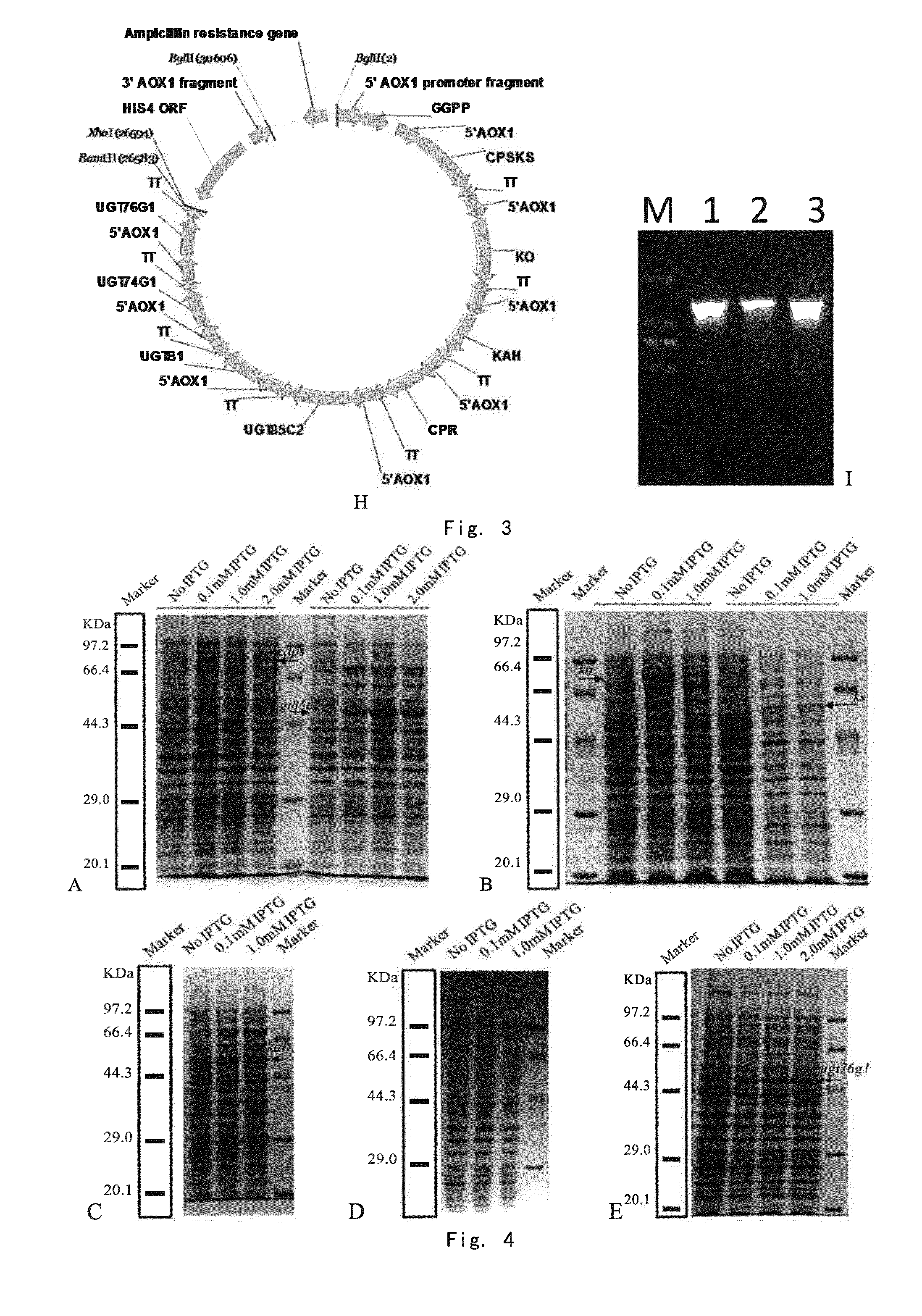 Method for producing stevioside compounds by microorganism