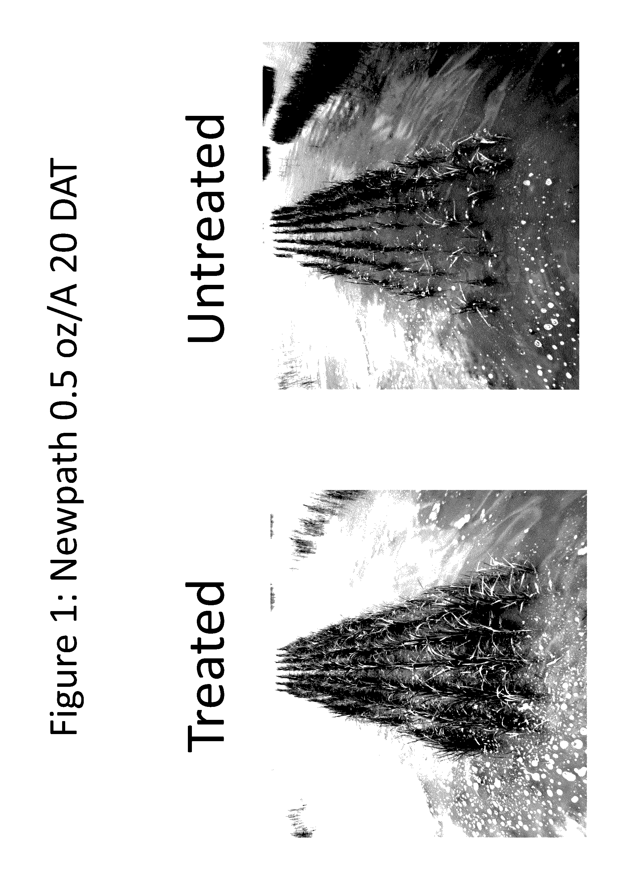 Method of improving tolerance of plants to herbicides using seed insecticide treatments