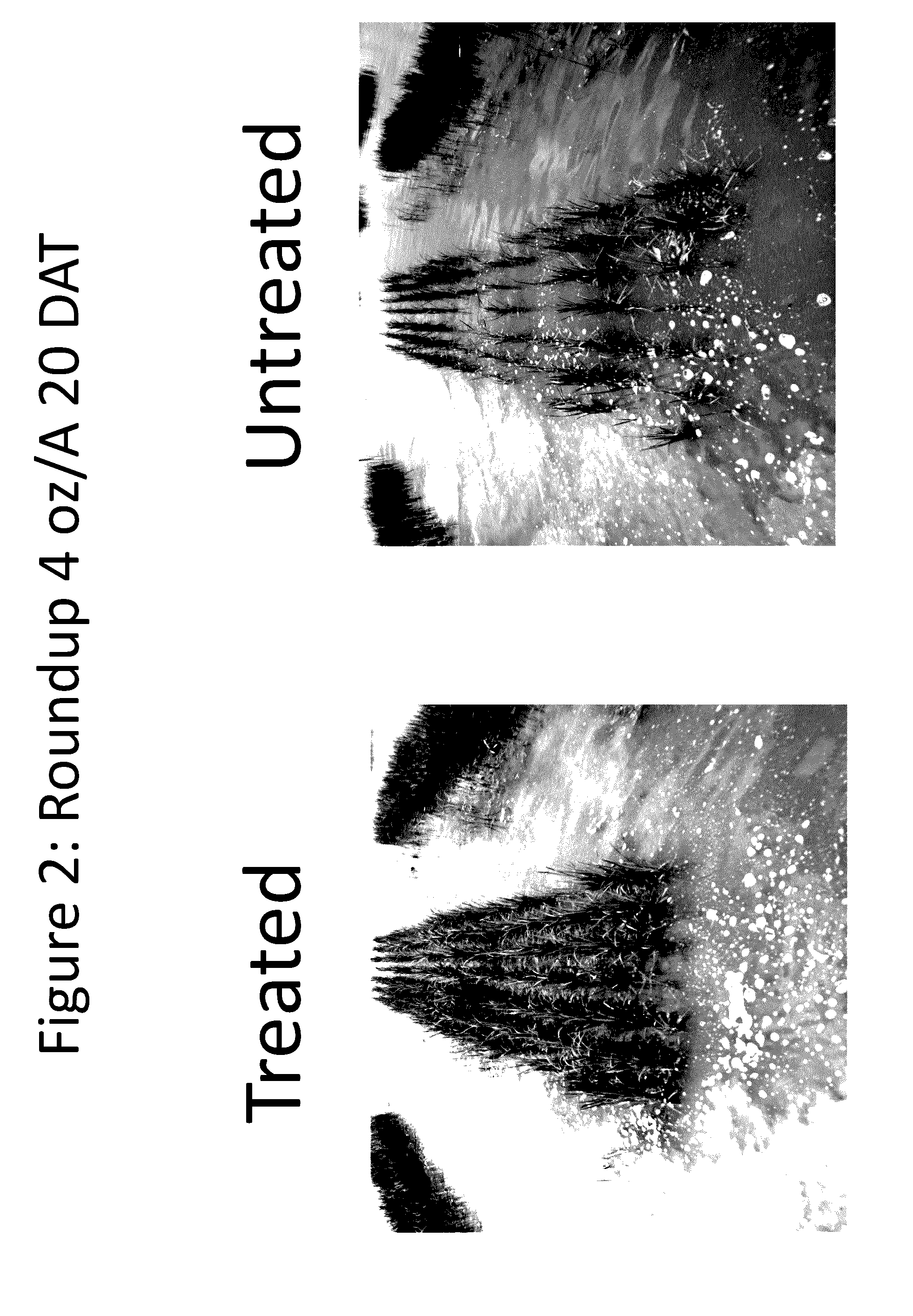 Method of improving tolerance of plants to herbicides using seed insecticide treatments