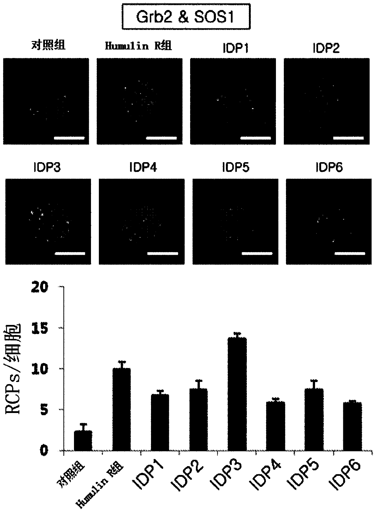 Insulin a-chain derived peptide fragment and pharmaceutical composition for preventing or treating diabetes or diabetic wounds, containing same