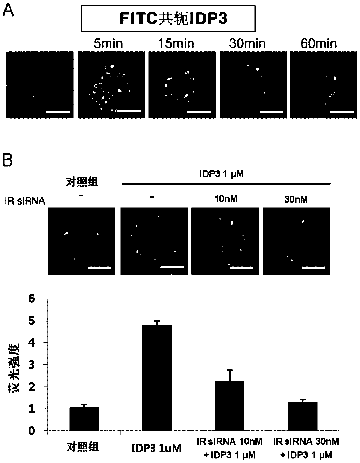 Insulin a-chain derived peptide fragment and pharmaceutical composition for preventing or treating diabetes or diabetic wounds, containing same