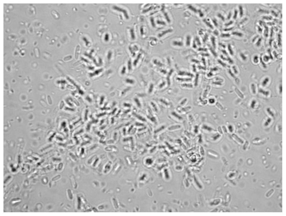 A method for Citrobacter freundii to remove cadmium in water and generate nanomaterials