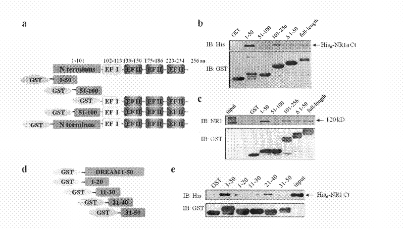 Polypeptide capable of inhibiting excitable and toxic damages and use thereof