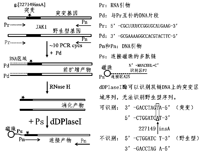 JAK1 gene specific mutation detection kit and detection method thereof