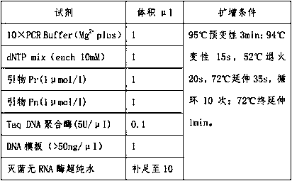 JAK1 gene specific mutation detection kit and detection method thereof