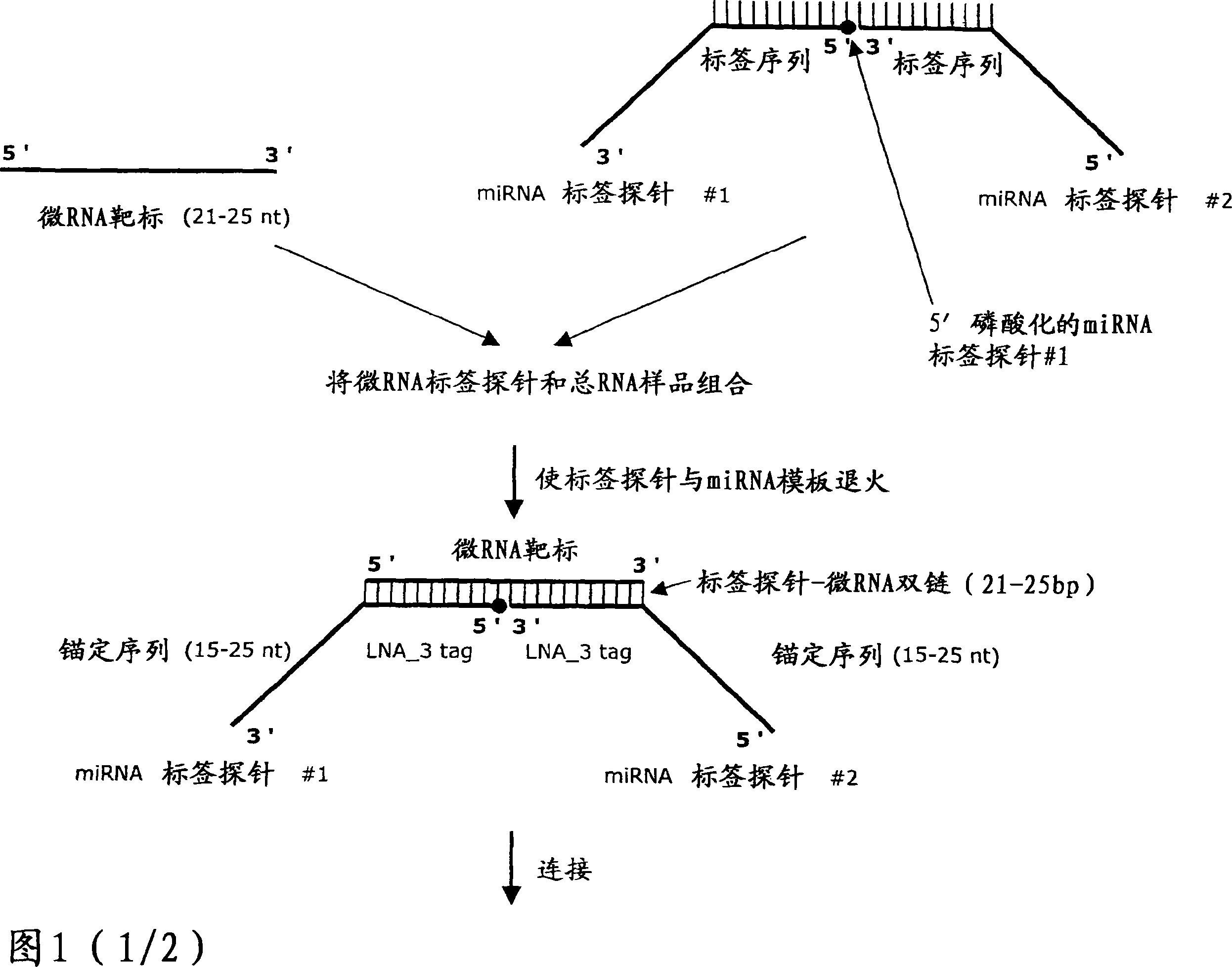 Methods for quantification of microRNA and small interfering RNA