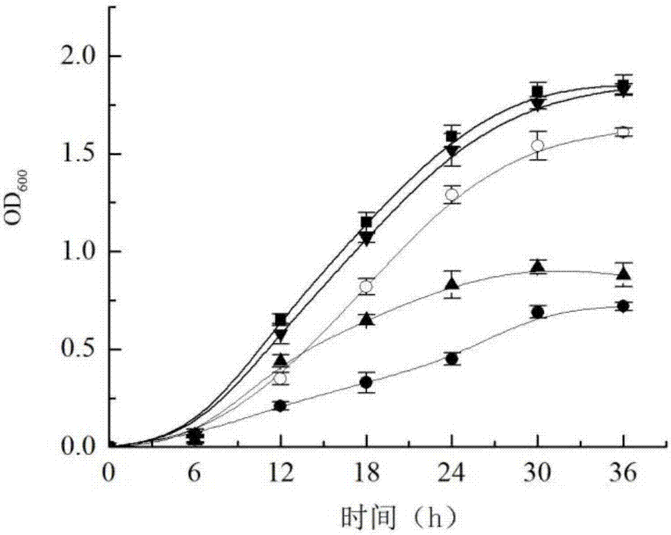 Acinetobacter schindleri MCDA 01 and method for preparing chitin deacetylase from Acinetobacter schindleri MCDA 01