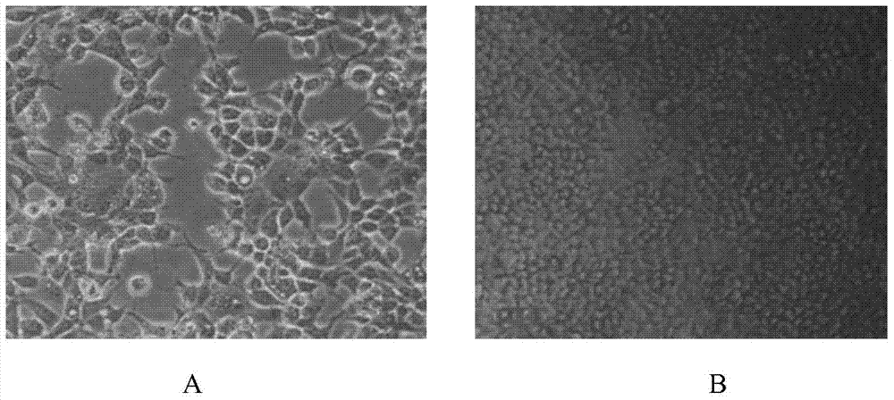 Monoclonal antibody against h3n2 canine influenza virus ha2 protein