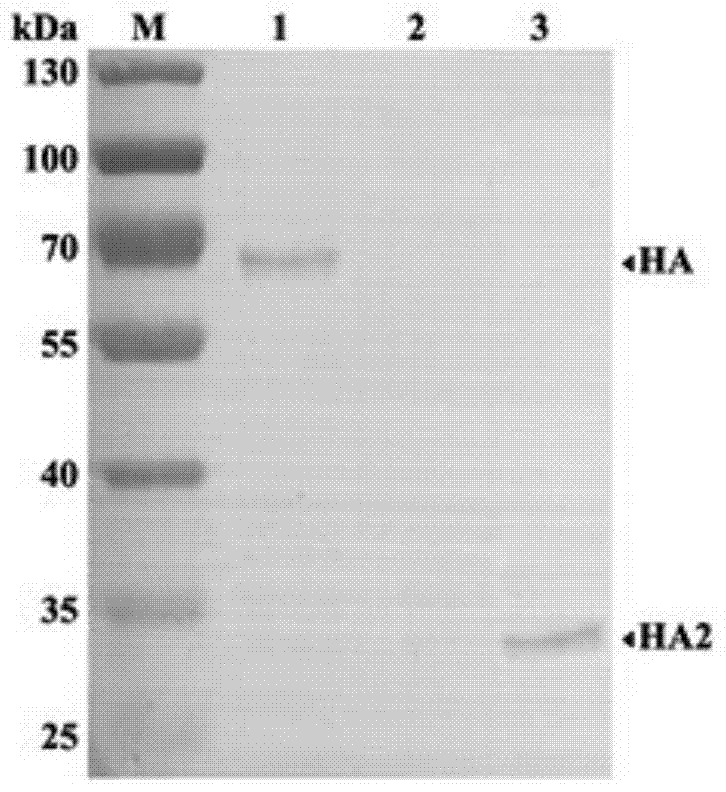 Monoclonal antibody against h3n2 canine influenza virus ha2 protein