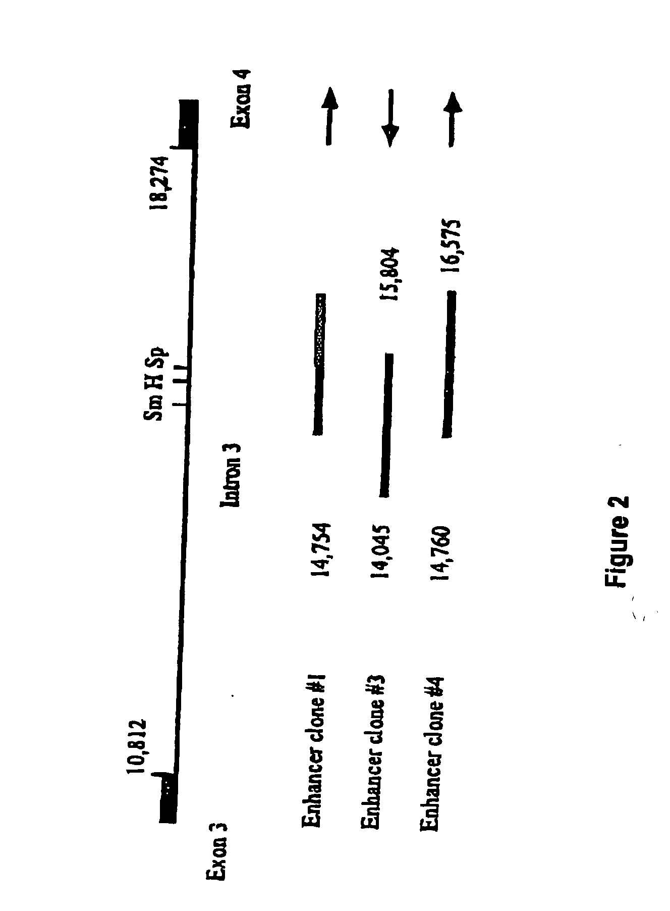 Regulatory constructs comprising intron 3 of prostate specific membrane antigen gene