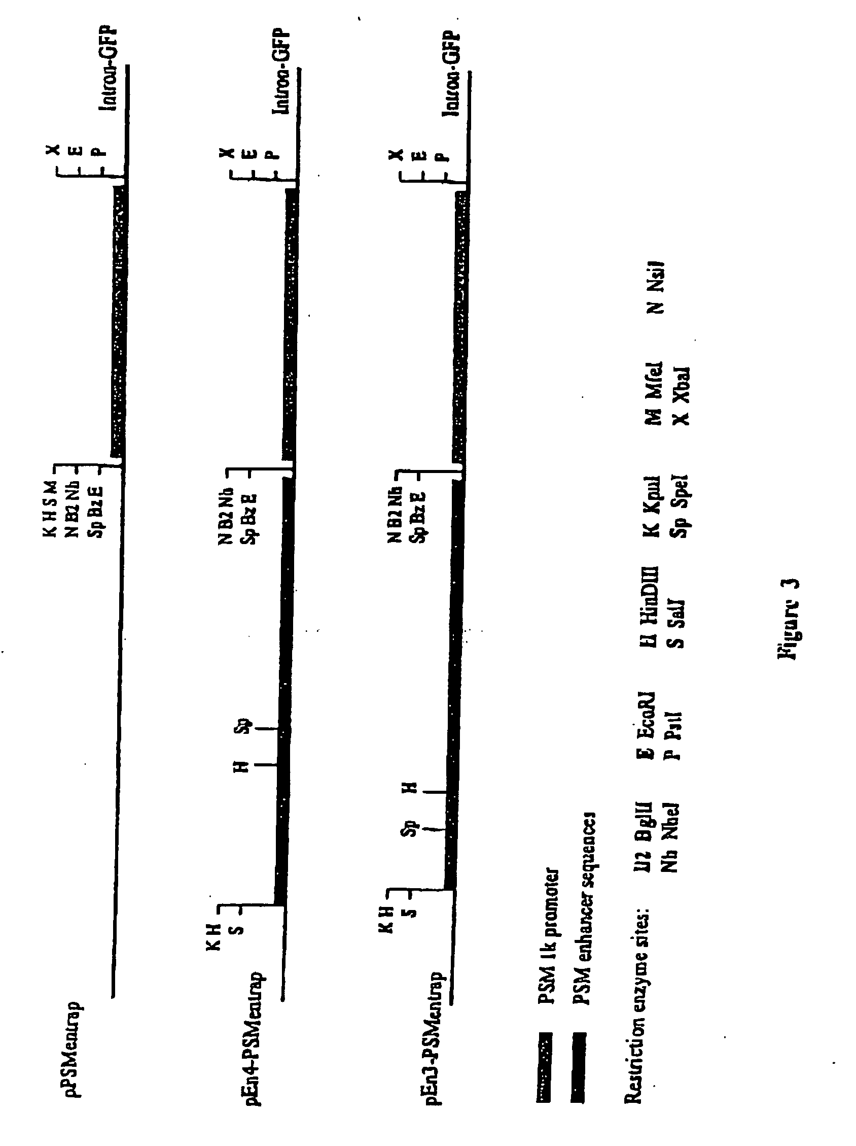 Regulatory constructs comprising intron 3 of prostate specific membrane antigen gene