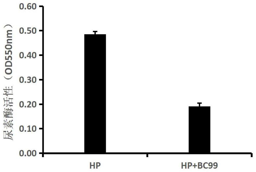 Anti-helicobacter pylori bacillus coagulans BC99 and application thereof