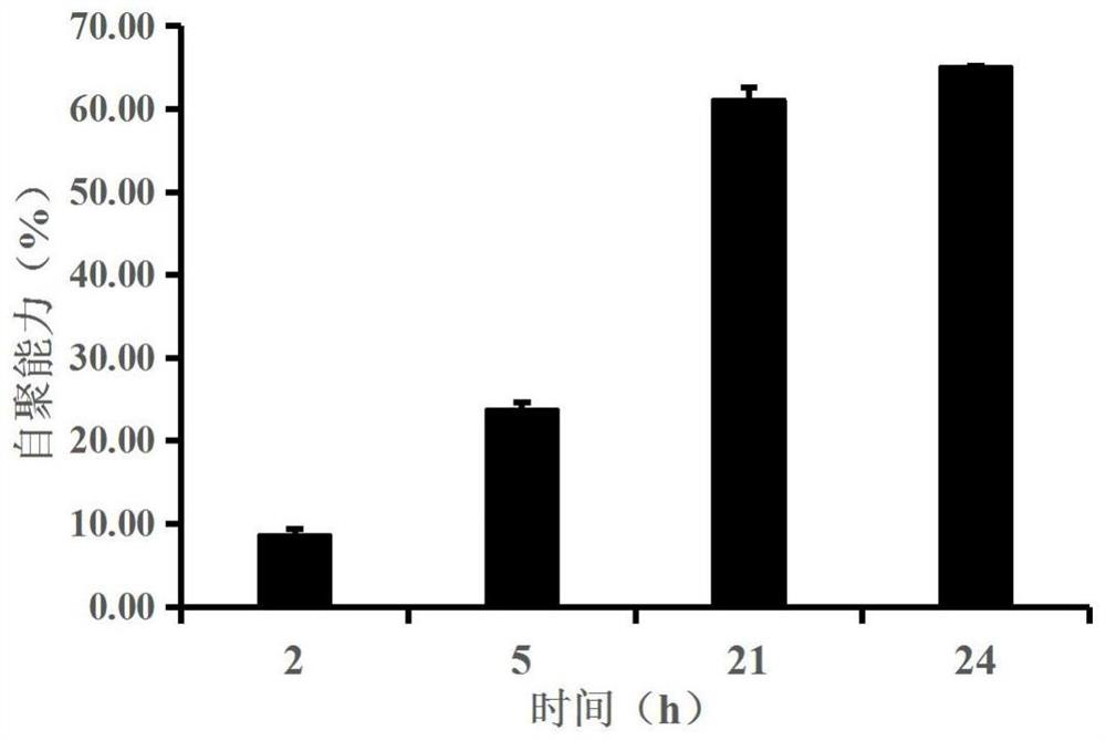 Anti-helicobacter pylori bacillus coagulans BC99 and application thereof