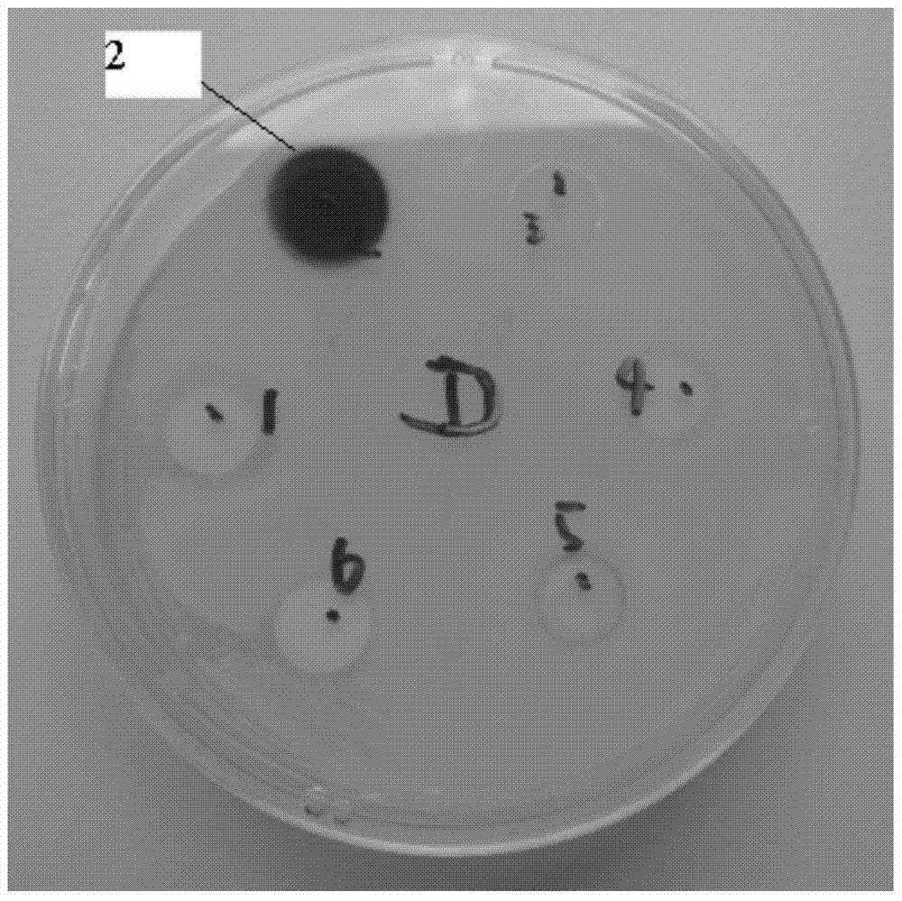 Epidural-subcutaneous implantable analgesic pump with anti-infective function