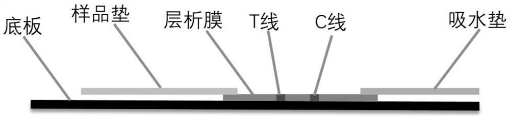 ctni-ctnc-ctnt trimer protein and its preparation method and ctni detection kit