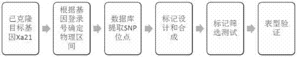 Molecular marker for assistant breeding of bacterial blight resistant gene Xa21 and application of molecular marker