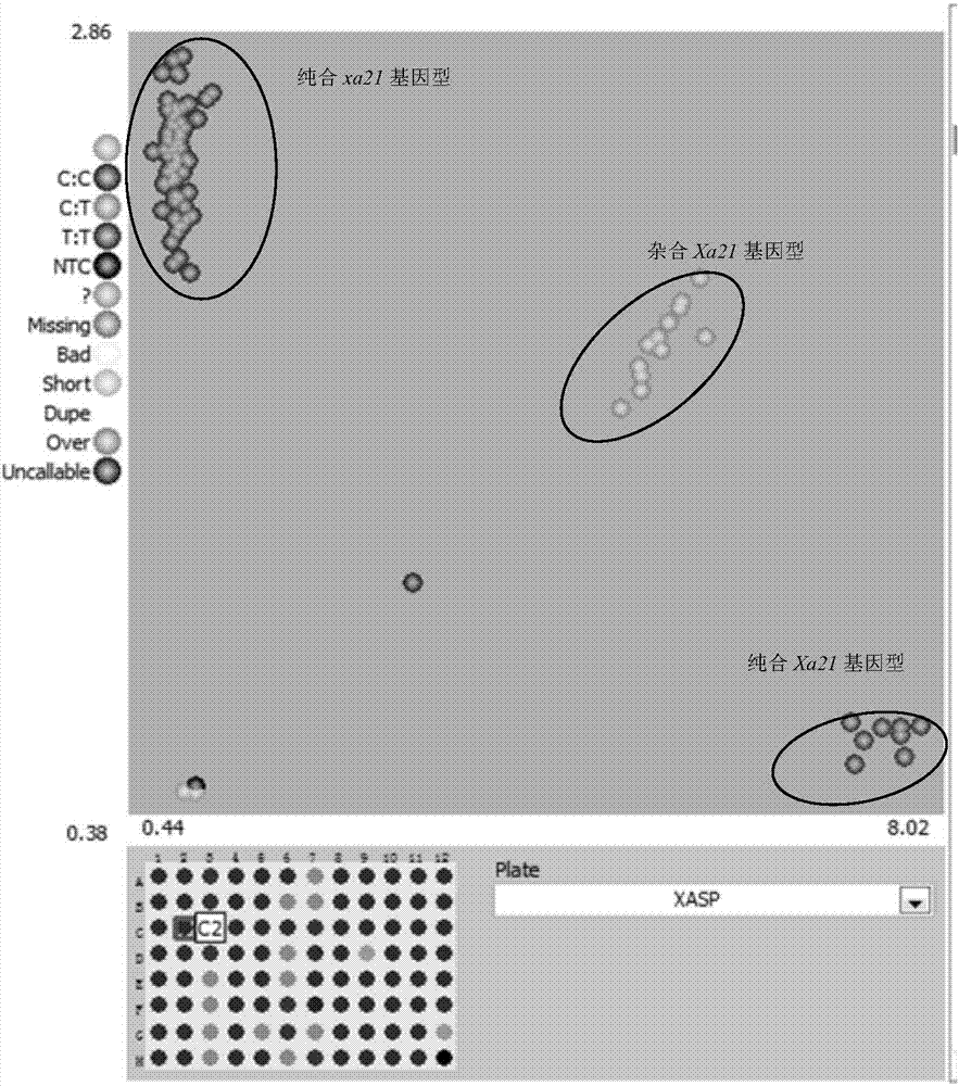 Molecular marker for assistant breeding of bacterial blight resistant gene Xa21 and application of molecular marker