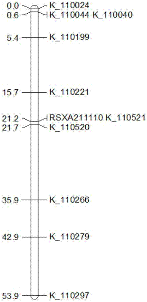 Molecular marker for assistant breeding of bacterial blight resistant gene Xa21 and application of molecular marker