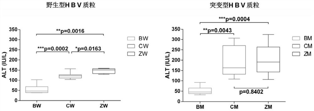 A kind of construction method of the mouse model of hepatitis B virus infection