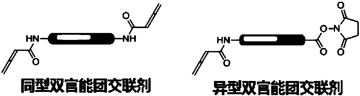 Application of compound containing allenamide group in preparation of protein inhibitors, protein cross-linkers or protein markers