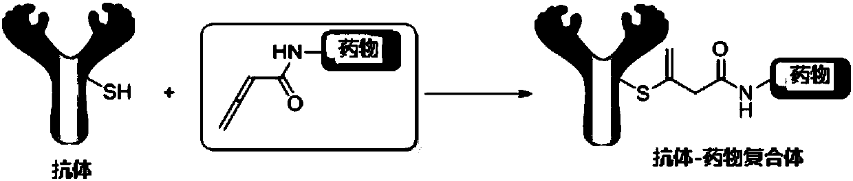 Application of compound containing allenamide group in preparation of protein inhibitors, protein cross-linkers or protein markers