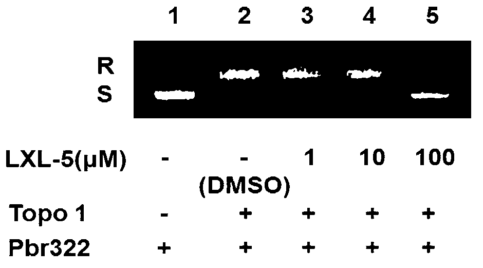 Acridine derivative and preparation method and application thereof